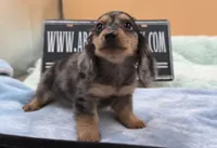 S.African , a male Miniature Dachshund for sale in Oneonta, NY – 7 of 10