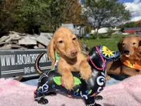 Russian AKC Carrie’s cream, a female Miniature Dachshund for sale in Oneonta, NY – 7 of 7