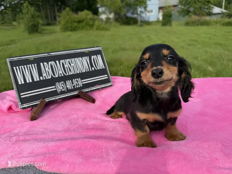 Russian sale – Miniature Dachshund puppy for sale in Oneonta, NY