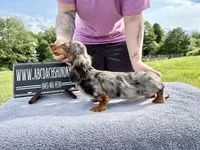 AKC show boy- russian sale, a male Miniature Dachshund for sale in Oneonta, NY – 7 of 10