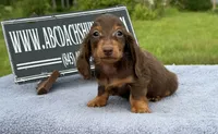 Ch Russian, a male Miniature Dachshund for sale in Oneonta, NY – 5 of 10