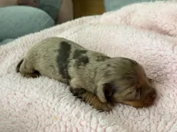Champion bred Russian dapple lh, a female Miniature Dachshund for sale in Oneonta, NY – 2 of 10