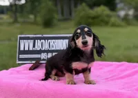 Russian sale, a female Miniature Dachshund for sale in Oneonta, NY – 7 of 10