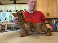 Russian akc, a male Miniature Dachshund for sale in Oneonta, NY – 3 of 7