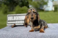 AKC show boy- russian sale, a male Miniature Dachshund for sale in Oneonta, NY – 2 of 10