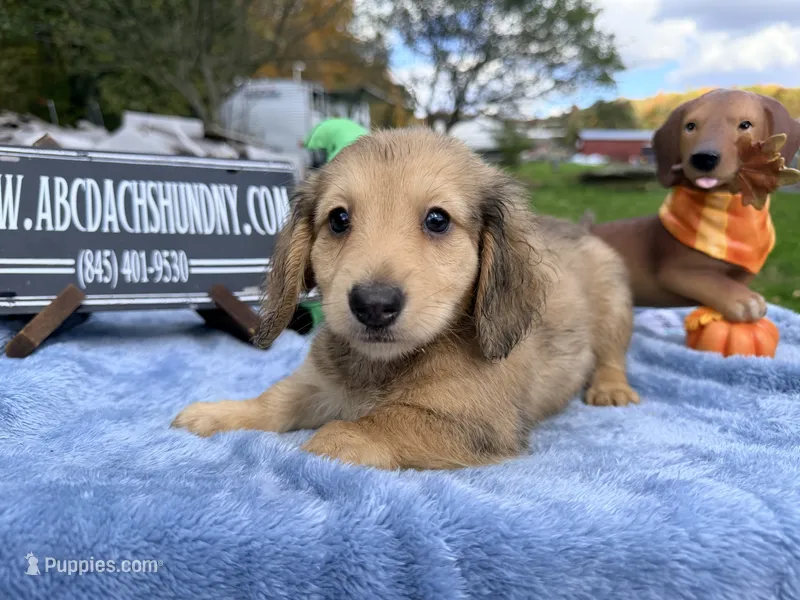 Uk choc creamDappleSire – Miniature Dachshund puppy for sale in Oneonta, NY