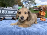Uk choc creamDappleSire, a male Miniature Dachshund for sale in Oneonta, NY – 1 of 10