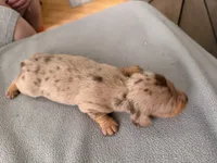 Champion bred AKC import Smooth’s dapple, a male Miniature Dachshund for sale in Oneonta, NY – 10 of 10