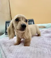 Charity South African , a female Miniature Dachshund for sale in Oneonta, NY – 4 of 9