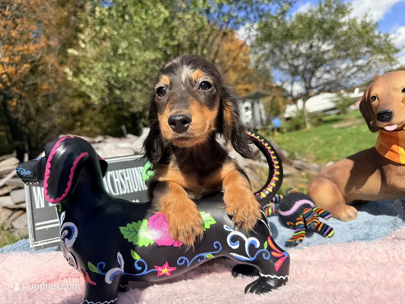 Russian AKC dapple – Miniature Dachshund puppy for sale in Oneonta, NY