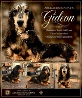 Gideon Russian, a male Miniature Dachshund for sale in Oneonta, NY – 4 of 8