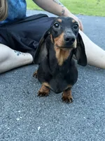 Biss Gold GCH sired, a male Miniature Dachshund for sale in Oneonta, NY – 3 of 6