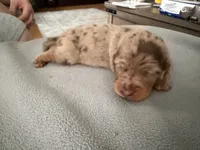Champion bred AKC import Smooth’s dapple, a male Miniature Dachshund for sale in Oneonta, NY – 1 of 10