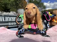 Russian AKC Carrie’s cream, a female Miniature Dachshund for sale in Oneonta, NY – 6 of 7