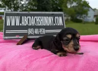 S.African AKC, a female Miniature Dachshund for sale in Oneonta, NY – 6 of 10