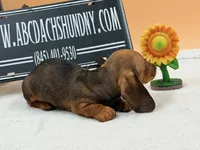 Russian Smooth red, a female Dachshund for sale in Oneonta, NY – 5 of 6