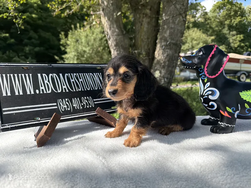 Russian – Miniature Dachshund puppy for sale in Oneonta, NY