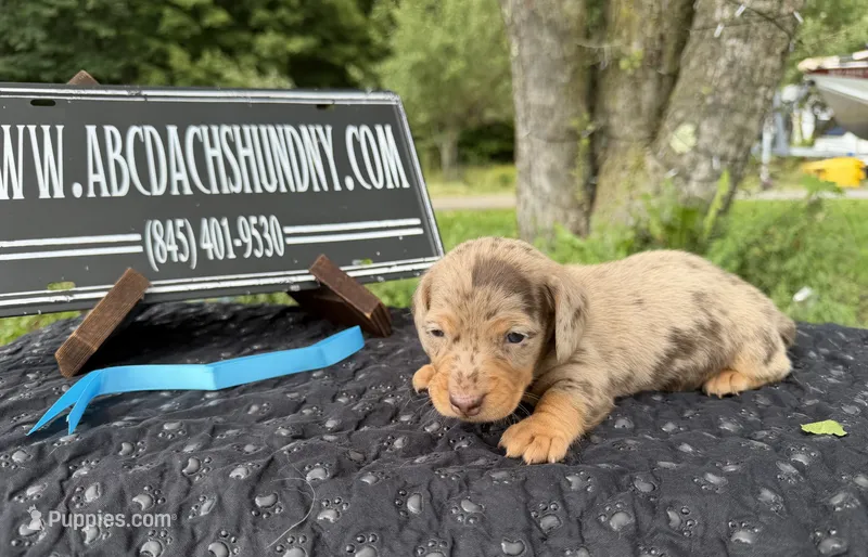 Champion bred AKC import Smooth’s dapple – Miniature Dachshund puppy for sale in Oneonta, NY