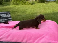Russian, a female Miniature Dachshund for sale in Oneonta, NY – 5 of 9