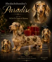 Champion bred AKC import smooth, a male Miniature Dachshund for sale in Oneonta, NY – 3 of 10