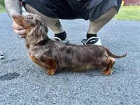Full Russian pra Clear AKC Show, a male Miniature Dachshund for sale in Oneonta, NY – 7 of 7