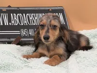 AKC Russian GCH MOM, a male Dachshund for sale in Oneonta, NY – 7 of 10