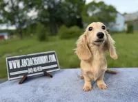 Eng Cream, a male Miniature Dachshund for sale in Oneonta, NY – 7 of 10