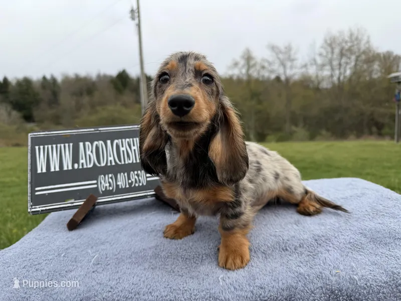 AKC show boy- russian, a male Miniature Dachshund for sale in Oneonta, NY – Photo 1 of 6