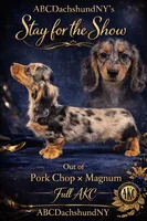 AKC show boy- russian, a male Miniature Dachshund for sale in Oneonta, NY – Photo 2 of 6