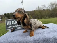 AKC show boy- russian, a male Miniature Dachshund for sale in Oneonta, NY – Photo 5 of 6