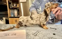 AKC show boy- russian, a male Miniature Dachshund for sale in Oneonta, NY – Photo 3 of 3