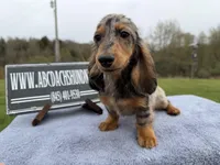 AKC show boy- russian, a male Miniature Dachshund for sale in Oneonta, NY – Photo 3 of 6