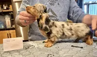 AKC show boy- russian, a male Miniature Dachshund for sale in Oneonta, NY – Photo 1 of 3