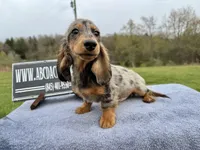 AKC show boy- russian, a male Miniature Dachshund for sale in Oneonta, NY – Photo 6 of 6
