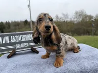 AKC show boy- russian, a male Miniature Dachshund for sale in Oneonta, NY – Photo 4 of 6