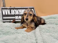 AKC Russian GCH MOM, a male Dachshund for sale in Oneonta, NY – 6 of 10
