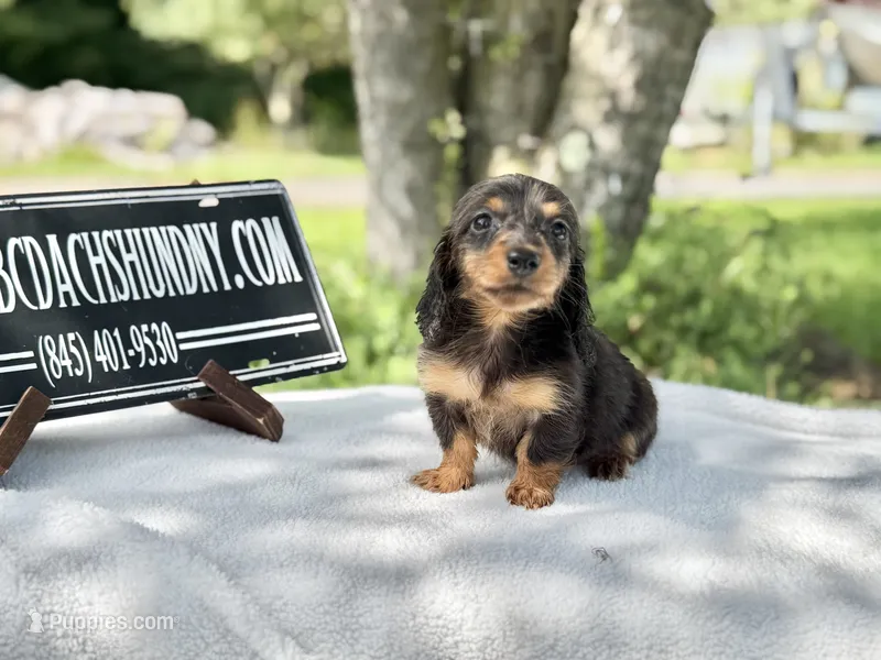 Russian AKC  – Miniature Dachshund puppy for sale in Oneonta, NY