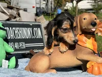 Russian, a male Miniature Dachshund for sale in Oneonta, NY – 5 of 7