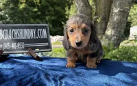 Russian pol, a male Miniature Dachshund for sale in Oneonta, NY – 7 of 9