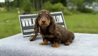 Ch Russian, a male Miniature Dachshund for sale in Oneonta, NY – 5 of 10