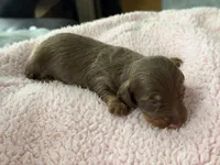Champion bred Lh female russian, a female Miniature Dachshund for sale in Oneonta, NY – 2 of 10