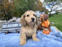 Uk choc creamDappleSire, a male Miniature Dachshund for sale in Oneonta, NY – 3 of 10