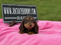 Russian, a female Miniature Dachshund for sale in Oneonta, NY – 4 of 9