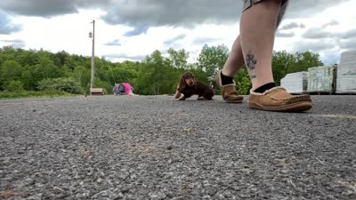 Russian akc, a male Miniature Dachshund for sale in Oneonta, NY – 7 of 9