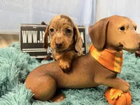 Champion bred AKC import Smooth’s dapple, a male Miniature Dachshund for sale in Oneonta, NY – 10 of 10