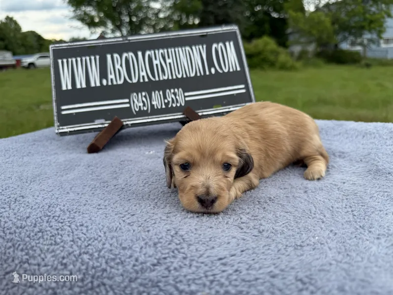 Dapple boy – Miniature Dachshund puppy for sale in Oneonta, NY