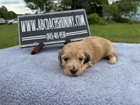 Dapple boy, a male Miniature Dachshund for sale in Oneonta, NY – 5 of 10