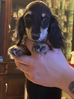 Ch import akc, a female Miniature Dachshund for sale in Oneonta, NY – 6 of 9