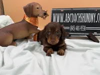 Russian AKC show line, a male Miniature Dachshund for sale in Oneonta, NY – 3 of 8