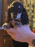 Ch import akc, a female Miniature Dachshund for sale in Oneonta, NY – 3 of 9